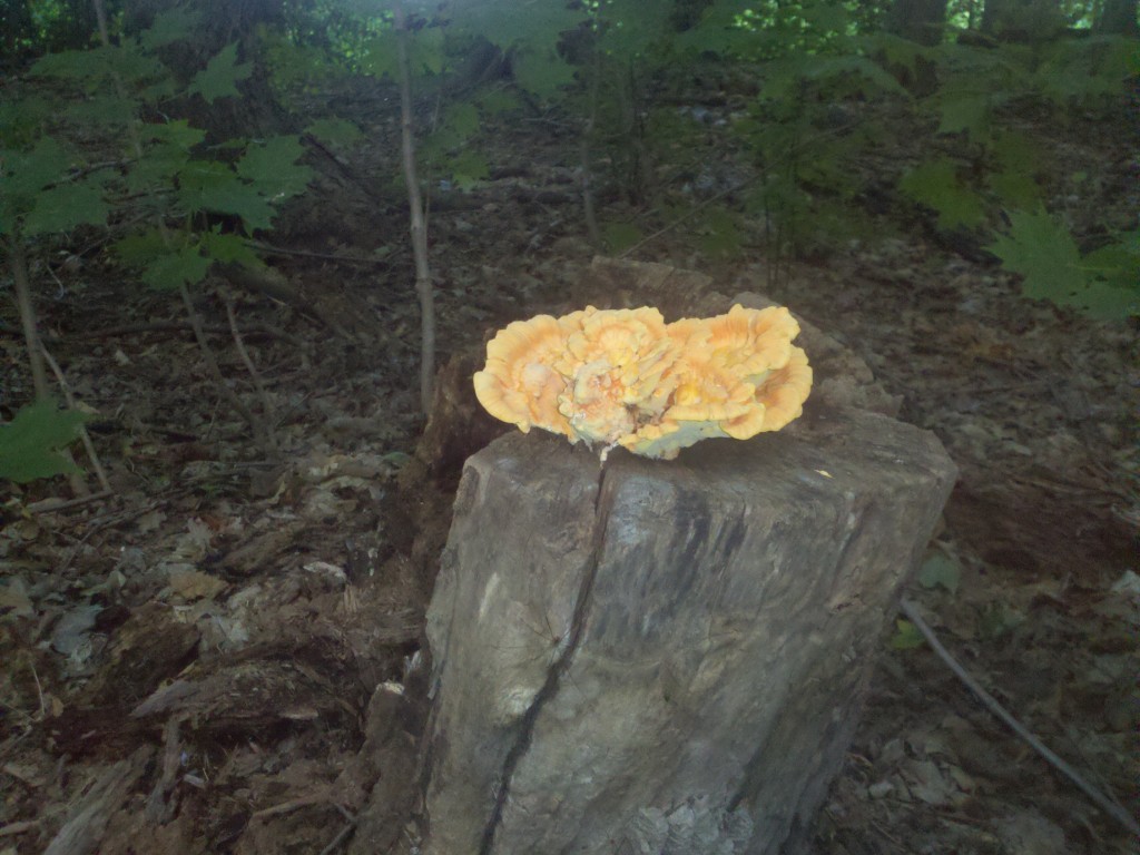 funky fungus on stump