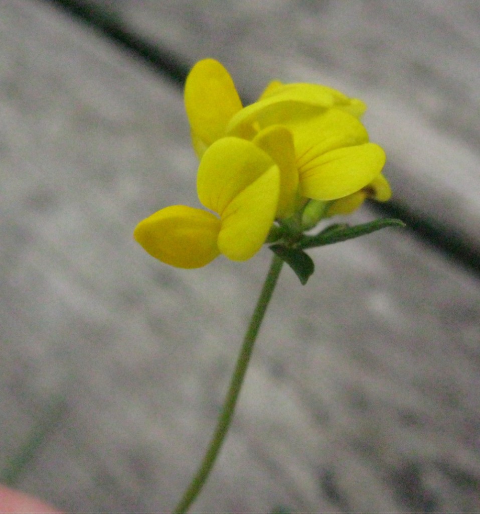mysteryflower3 wildflower nature study